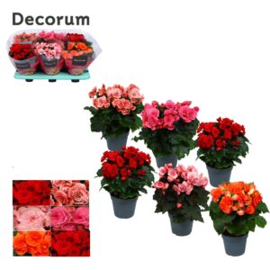 Begonia Begonia mix 14 cm (5 kleuren) Decorum
(6 Plants/Order)(14cmP 32cmH)