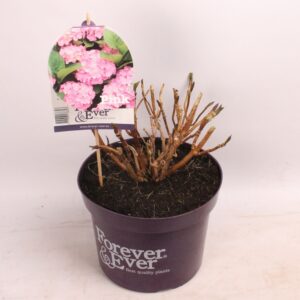 Hydrangea macrophylla Hydrangea 'Pink' - C5 - Forever & Ever
(1 Plants/Order)(23cmP 20cmH)