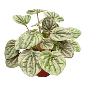 Peperomia Peperomia Griseoargentea
(10 Plants/Order)(9cmP 20cmH)