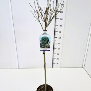 Robinia Umbraculifera Robinia ps. 'Umbraculifera' 60CMSTC3
(1 Plants/Order)(19cmP 80cmH)