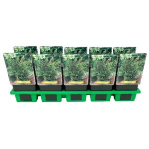 Dryopteris erythrosora Dryopteris erythrosora P11
(10 Plants/Order)(11cmP 25cmH)