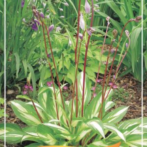 Hosta other Hosta 'Cherry Berry' P11
(10 Plants/Order)(11cmP 25cmH)