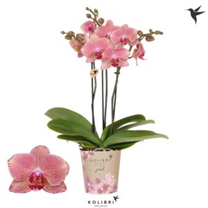 Phalaenopsis other orange (meerder Kolibri Orchids Phalaenopsis Jewel Pirate Picotee 3 spike
(10 Plants/Order)(12cmP 50cmH)