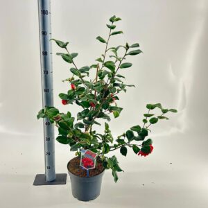 Camellia reticulata Mary Williams Camellia ret. 'Mary Williams'
(1 Plants/Order)(23cmP 70cmH)