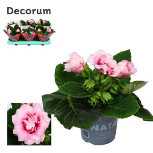 Sinningia Sonata purpel Pale Gloxinia Sonata pink 13 cm Decorum
(6 Plants/Order)(13cmP 20cmH)