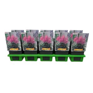 Astilbe Mainz Astilbe 'Mainz' P11
(10 Plants/Order)(11cmP 25cmH)