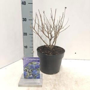 Caryopteris x clandonensis Caryopteris cland. Sterling Silver ('Lissilv'PBR)
(1 Plants/Order)(17cmP 40cmH)