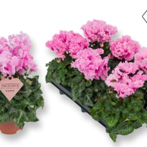 Cyclamen Super Serie Merengue Neon Cyclamen Exclusive® Merengue pink
(6 Plants/Order)(10.5cmP 25cmH)