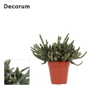 Rhipsalis baccifera subsp. horrida Rhipsalis baccifera Horrida 9 cm Decorum
(18 Plants/Order)(9cmP 20cmH)