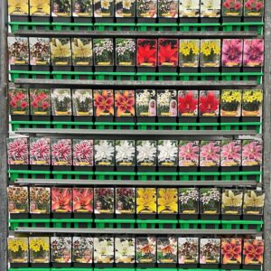 Lilium Lilium mix CC P11
(10 Plants/Order)(11cmP 25cmH)