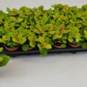 Fittonia FITTONIA BUBBLE GREEN 8,5 CM
(21 Plants/Order)(8.5cmP 12cmH)