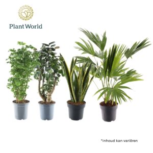 Indoor plants Groenmix Hawaii (diverse soorten)
(3 Plants/Order)(21cmP 70cmH)