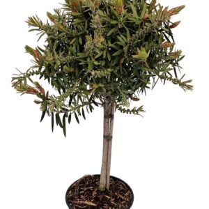 Callistemon citrinus Callistemon Captain Cook Stem
(3 Plants/Order)(18cmP 70cmH)