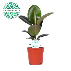 Ficus Elastica Robusta Elastica Robusta p17
(1 Plants/Order)(17cmP 50cmH)