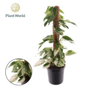 Epipremnum pinnatum Hang Epipremnum Marble King Mosstok
(1 Plants/Order)(16cmP 60cmH)