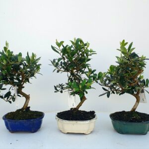Olea europaea Olea europaea, Pot 15cm.
(6 Plants/Order)(15cmP 33cmH)