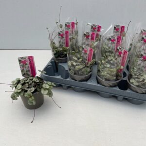 Ceropegia woodii Silver Glory Ceropegia Silver Glory
(12 Plants/Order)(9cmP 10cmH)