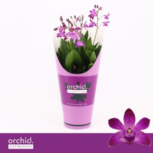 Dendrobium Berry Oda Dendrobium, Berry Oda 4+ spike 'Orchid Collection' Potcover
(6 Plants/Order)(12cmP 40cmH)