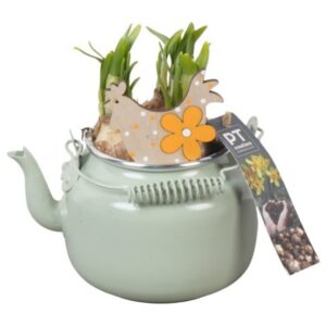 Narcissus Tete a Tete PTNP4446 Arrangement Narcissus Easter in Zinc Pot
(6 Plants/Order)(10cmP 18cmH)