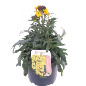 Erysimum Fragrant Sunshine Erysimum lin. Fragrant Sunshine
(8 Plants/Order)(13cmP 25cmH)