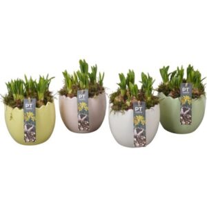 Narcissus Tete a Tete PTNP4500 Arrangement Narcissus Easter in Ceramics ei
(5 Plants/Order)(14cmP 18cmH)