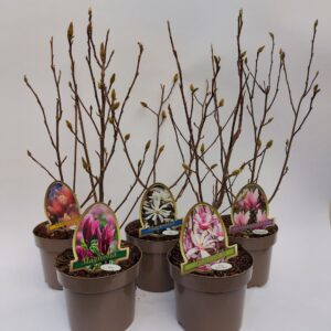 Magnolia Magnolia geknopt(bloem) Susan, stellata, George Henry Kern and soulangeana
(1 Plants/Order)(20cmP 75cmH)