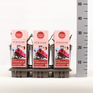 Rosa other Rosa Für Elise ® 'Parfum de Nature', C3
(6 Plants/Order)(17cmP 20cmH)
