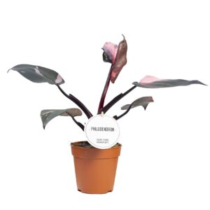 Philodendron Philodendron Pink Princess
(10 Plants/Order)(12cmP 25cmH)