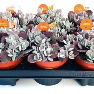Kalanchoe pumila KALANCHOE PUMILA 13.0
(6 Plants/Order)(13cmP 15cmH)