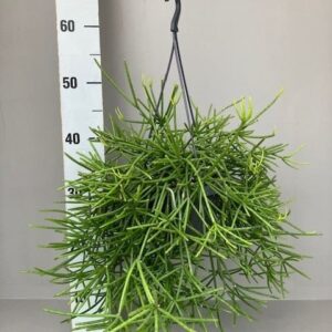 Rhipsalis neves-armondii Rhipsalis neves-armondii
(5 Plants/Order)(14cmP 25cmH)