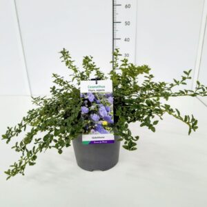 Ceanothus thyrsiflorus var. repens Ceanothus thyrs. repens 20-30C5
(1 Plants/Order)(23cmP 40cmH)