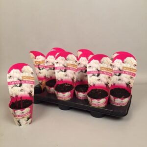 Paeonia Paeonia 11CM white Longlife
(12 Plants/Order)(11cmP 28cmH)