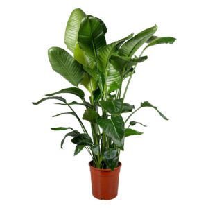 Strelitzia nicolai Strelitzia nicolai 4+ stek 140-160cm
(2 Plants/Order)(27cmP 140cmH)