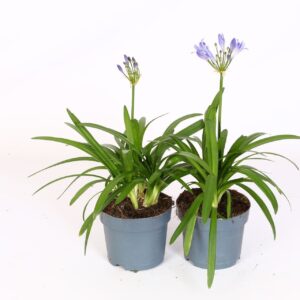 Agapanthus Charlotte Agapanthus Charlotte blauw. Pot 12 cm knoppen boven gewas
(12 Plants/Order)(12cmP 50cmH)