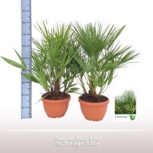 Chamaerops humilis humulis in schaal
(1 Plants/Order)(25cmP 70cmH)