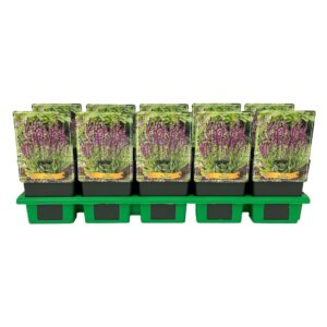 Salvia nemorosa other Salvia 'Rosakönigin' P11
(10 Plants/Order)(11cmP 25cmH)
