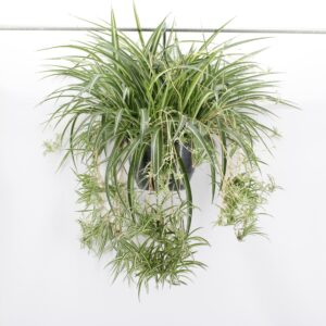 Chlorophytum Variegatum Chlorophytum comosum 'Variegatum'
(1 Plants/Order)(27cmP 55cmH)