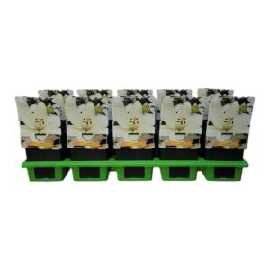 Lilium Lilium 'Bright Diamond' P11
(10 Plants/Order)(11cmP 25cmH)