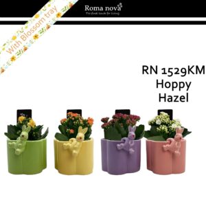 Kalanchoe 1529KM - Hoppy Hazel (Kalanchoe mix)
(6 Plants/Order)(12cmP 16cmH)