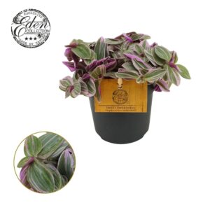 Tradescantia other Tradescantia Sweetness 10,5cm
(6 Plants/Order)(10.5cmP 10cmH)