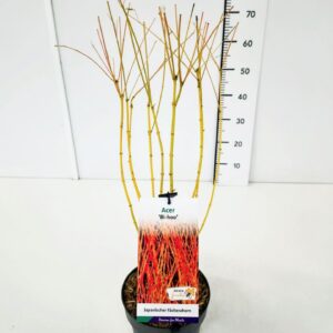 Acer palmatum Acer palm. 'Bi-hoo' 40-60C3
(1 Plants/Order)(19cmP 60cmH)