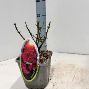 Rosa Rosa patio 'Blackberry Nipp' (Spelarosa geurende rozen)
(8 Plants/Order)(14cmP 10cmH)