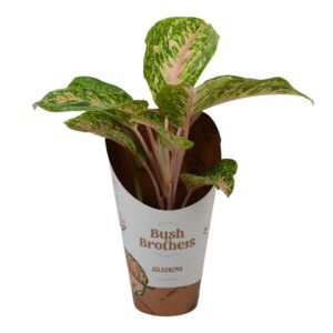 Aglaonema other Pink Dark Star
(6 Plants/Order)(12cmP 45cmH)