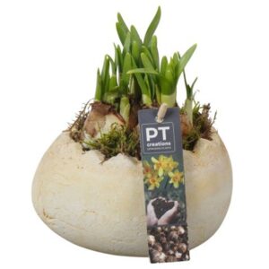 Narcissus Tete a Tete PTNP4473 Arrangement Narcissus Easter in Ceramics ei
(8 Plants/Order)(16cmP 16cmH)