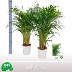Chrysalidocarpus Dypsis lutescens
(1 Plants/Order)(17cmP 100cmH)