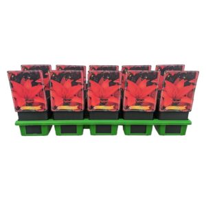 Lilium Lilium 'Orange Ton' P11
(10 Plants/Order)(11cmP 25cmH)