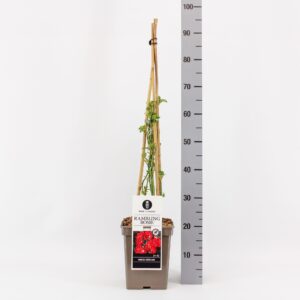 Rosa Rosa Rambler Rambling Rosie ®, C5, 4 stok 90cm
(1 Plants/Order)(23cmP 70cmH)