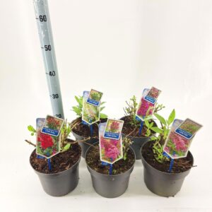 Buddleja Butterfly Candy mixed Buddleja d. Butt. Candy® mix P19 (minimum order one layer)
(3 Plants/Order)(19cmP 30cmH)