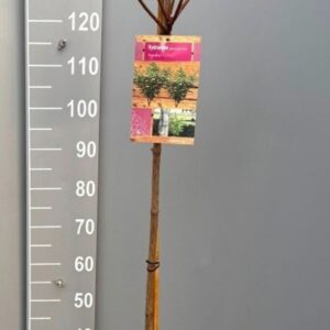 Hydrangea paniculata Hydrangea pan. Kyushu stam 100
(1 Plants/Order)(26cmP 160cmH)