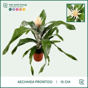 Aechmea fasciata Prontoo Aechmea Prontoo
(7 Plants/Order)(15cmP 50cmH)